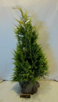 Cypres (Chamaecyparis Lawsoniana 'Golden Wonder') -DIRECTPLANT Winkel chamacyparislgoldenwonder100 125
