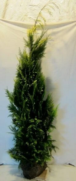 Gele Haagconifeer (Chamaecyparis Lawsoniana 'Ivonne') -DIRECTPLANT Winkel chamacyparislivonne175 200 2