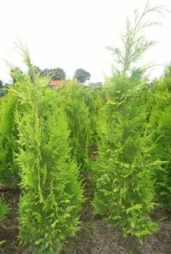 Gele Haagconifeer (Chamaecyparis Lawsoniana 'Ivonne') -DIRECTPLANT Winkel chamacyparislivonne80125vh 1