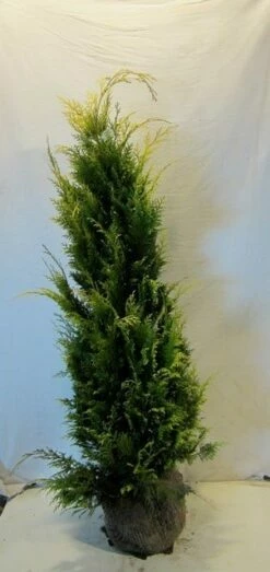 Gele Haagconifeer (Chamaecyparis Lawsoniana 'Stardust') -DIRECTPLANT Winkel chamacyparislstardust125 150