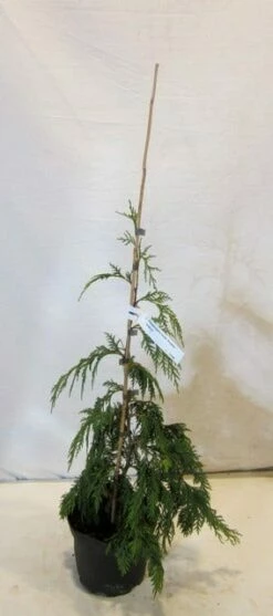Cypres (Chamaecyparis Nootkatensis 'Pendula') -DIRECTPLANT Winkel chamacyparisnpendula050 060