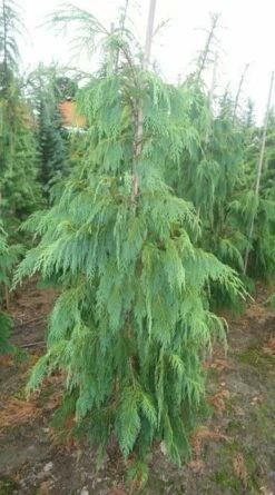 Cypres (Chamaecyparis Nootkatensis 'Pendula') -DIRECTPLANT Winkel chamacyparisntkpend.125150ak