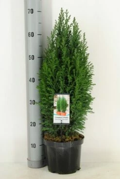Cypres (Chamaecyparis Lawsoniana 'Ellwoodii') 16 Cypres (Chamaecyparis Lawsoniana 'Ellwoodii') -DIRECTPLANT Winkel chamaecyparis law. ellwoodii c3 m