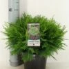 Dwergcipres (Chamaecyparis Lawsoniana 'Globosa') -DIRECTPLANT Winkel chamaecyparis law. globosa c3 m