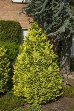 Gele Haagconifeer (Chamaecyparis Lawsoniana 'Ivonne') -DIRECTPLANT Winkel chamaecyparis law. ivonne