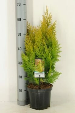 Gele Haagconifeer (Chamaecyparis Lawsoniana 'Ivonne') -DIRECTPLANT Winkel chamaecyparis law. ivonne c3 m