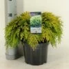 Gele Dwergcipres (Chamaecyparis Lawsoniana 'Sunkist') -DIRECTPLANT Winkel chamaecyparis law. sunkist c3 m