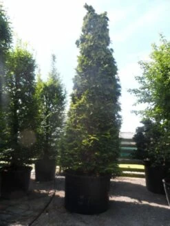 Gele Haagconifeer (Chamaecyparis Lawsoniana 'Ivonne') -DIRECTPLANT Winkel chamaecyparis lawsoniana ivonne 500 600 c750 1