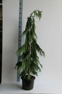 Cypres (Chamaecyparis Nootkatensis 'Pendula') -DIRECTPLANT Winkel chamaecyparis n. pendula 125 150 cm co. 12l v