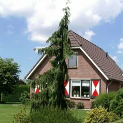 Cypres (Chamaecyparis Nootkatensis 'Pendula') -DIRECTPLANT Winkel chamaecyparis nootk. pendula