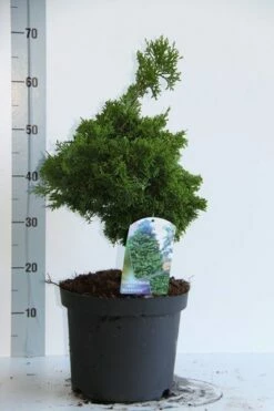 Dwergcypres (Chamaecyparis Obtusa 'Nana Gracilis') 10 Dwergcypres (Chamaecyparis Obtusa 'Nana Gracilis') -DIRECTPLANT Winkel chamaecyparis o nana gracilis 30 35 cm co. 7.5l v