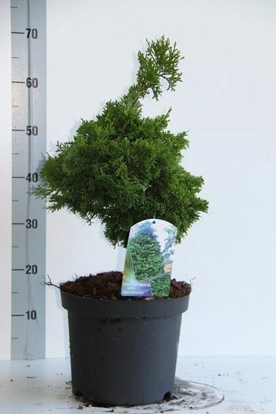 Dwergcypres (Chamaecyparis Obtusa 'Nana Gracilis') 5 Dwergcypres (Chamaecyparis Obtusa 'Nana Gracilis') - Afbeelding 3