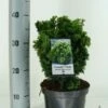 Gele Dwergconifeer (Chamaecyparis Obtusa 'Nana Aurea') -DIRECTPLANT Winkel chamaecyparis obt. nana aurea c3 m