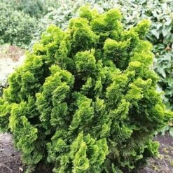 Gele Dwergconifeer (Chamaecyparis Obtusa 'Nana Aurea') -DIRECTPLANT Winkel chamaecyparis obtusa nana aurea 1