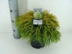 Cypres (Chamaecyparis Pisifera 'Filifera Aurea') -DIRECTPLANT Winkel chamaecyparis pis. filifera aurea c3 m