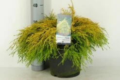 Cypres (Chamaecyparis Pisifera 'Filifera Aurea') -DIRECTPLANT Winkel chamaecyparis pis. filifera aurea c5 m 1