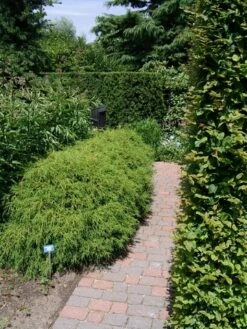 Cypres (Chamaecyparis Pisifera 'Filifera Nana') -DIRECTPLANT Winkel chamaecyparis pis. filifera nana