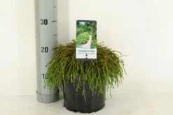 Cypres (Chamaecyparis Pisifera 'Filifera Nana') -DIRECTPLANT Winkel chamaecyparis pis. filifera nana c3 m 1 1