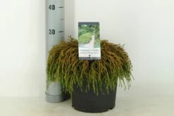 Cypres (Chamaecyparis Pisifera 'Filifera Nana') -DIRECTPLANT Winkel chamaecyparis pis. filifera nana c5 m 1 1
