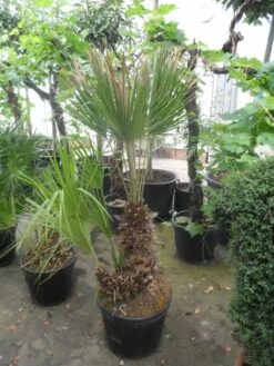 Dwergpalm (Chamaerops Humilis) -DIRECTPLANT Winkel chamaerops humilis 100 125 150 c70