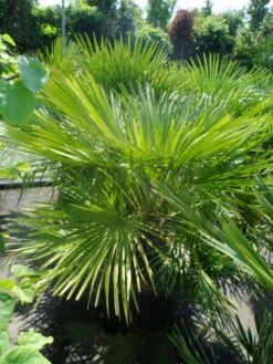 Dwergpalm (Chamaerops Humilis) -DIRECTPLANT Winkel chamaerops humilis 100 125 c50