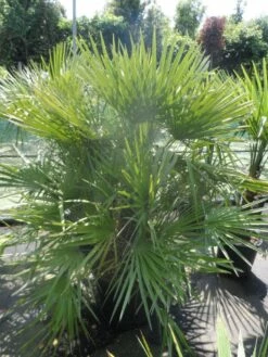 Dwergpalm (Chamaerops Humilis) -DIRECTPLANT Winkel chamaerops humilis 125 150 c70