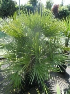 Dwergpalm (Chamaerops Humilis) -DIRECTPLANT Winkel chamaerops humilis 125 150 c70 1
