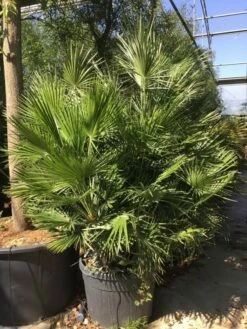 Dwergpalm (Chamaerops Humilis) -DIRECTPLANT Winkel chamaerops humilis 150175cm c130