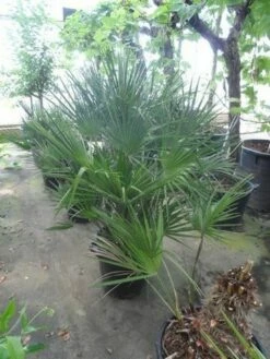 Dwergpalm (Chamaerops Humilis) -DIRECTPLANT Winkel chamaerops humilis 80 100 c35 1