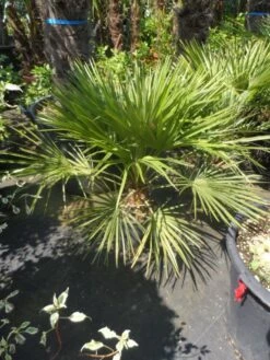 Dwergpalm (Chamaerops Humilis) -DIRECTPLANT Winkel chamaerops humilis c10 50 60 80
