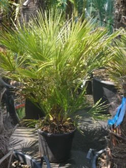 Dwergpalm (Chamaerops Humilis) -DIRECTPLANT Winkel chamaerops humilis c20 60 80