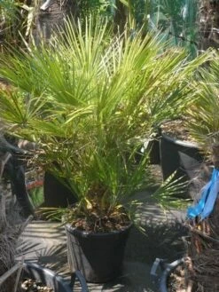 Dwergpalm (Chamaerops Humilis) -DIRECTPLANT Winkel chamaerops humilis c20 60 80 1
