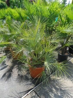 Dwergpalm (Chamaerops Humilis 'Cerifera') -DIRECTPLANT Winkel chamaerops humilis cerifera 80 100 c30