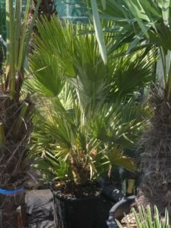 Dwergpalm (Chamaerops Humilis 'Vulcano') -DIRECTPLANT Winkel chamaerops humilis vulcano 60 80 c20