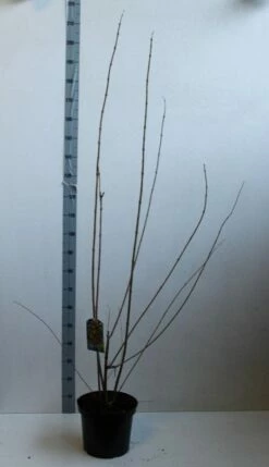 Winterzoet (Chimonanthus Praecox) -DIRECTPLANT Winkel chimonanthus praecox 100 125 cm co. 12l kopie