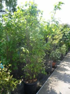 Winterzoet (Chimonanthus Praecox) -DIRECTPLANT Winkel chimonanthus praecox 175 200 250 c50