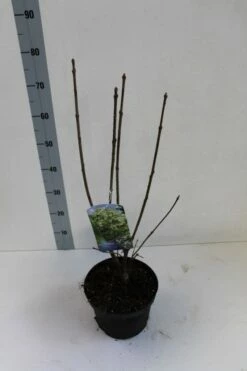 Sneeuwvlokkenstruik (Chionanthus Virginicus) -DIRECTPLANT Winkel chionanthus virginicus. 40 50 cm co. 5lz kopie