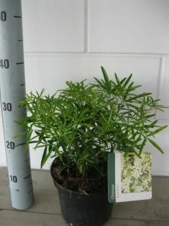 Choisya (Choisya 'Aztec Pearl') -DIRECTPLANT Winkel choisya aztec pearl c3 september