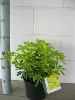 Choisya (Choisya Ternata 'Sundance') -DIRECTPLANT Winkel choisya sundance c3 september