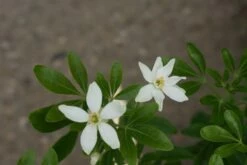 Choisya (Choisya Ternata) 13 Choisya (Choisya Ternata) -DIRECTPLANT Winkel choisya ternata