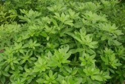 Choisya (Choisya Ternata)