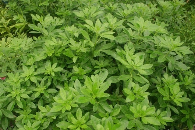 Choisya (Choisya Ternata) 3 Choisya (Choisya Ternata)