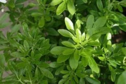 Choisya (Choisya Ternata) -DIRECTPLANT Winkel choisya ternata 2 1