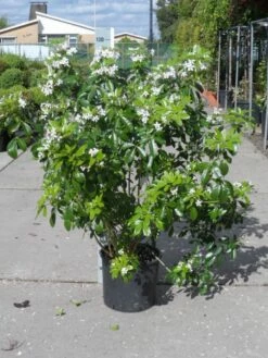 Choisya (Choisya Ternata) -DIRECTPLANT Winkel choisya ternata 80 100 c20 1