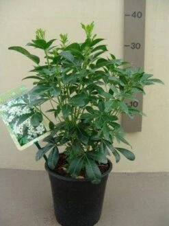 Choisya (Choisya Ternata) -DIRECTPLANT Winkel choisya ternata c2.5 1