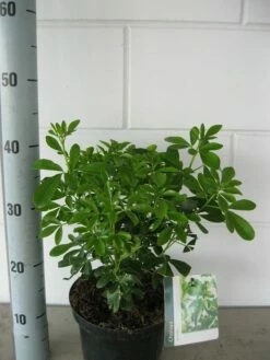 Choisya (Choisya Ternata) 16 Choisya (Choisya Ternata) -DIRECTPLANT Winkel choisya ternata c3 september