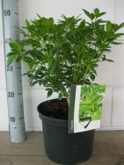 Choisya (Choisya Ternata) -DIRECTPLANT Winkel choisya ternata c5 10 8 2018 1