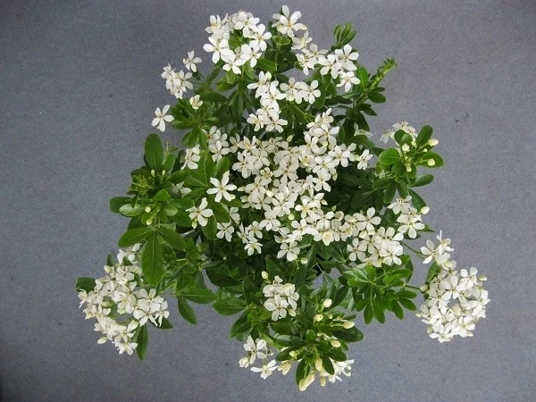 Choisya (Choisya Ternata) 4 Choisya (Choisya Ternata) - Afbeelding 2