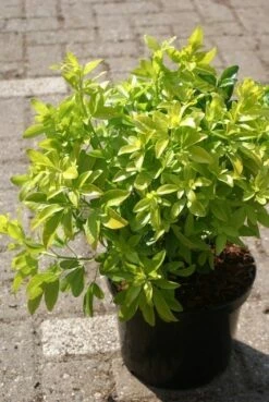 Choisya (Choisya Ternata 'Sundance') -DIRECTPLANT Winkel choisya ternata sundance 1