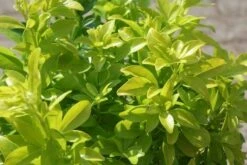 Choisya (Choisya Ternata 'Sundance') -DIRECTPLANT Winkel choisya ternata sundance 3